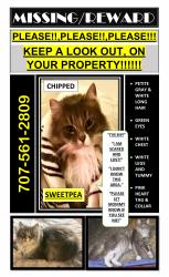 Lost Female Cat last seen Redwood Drive , Rohnert Park, CA 94928