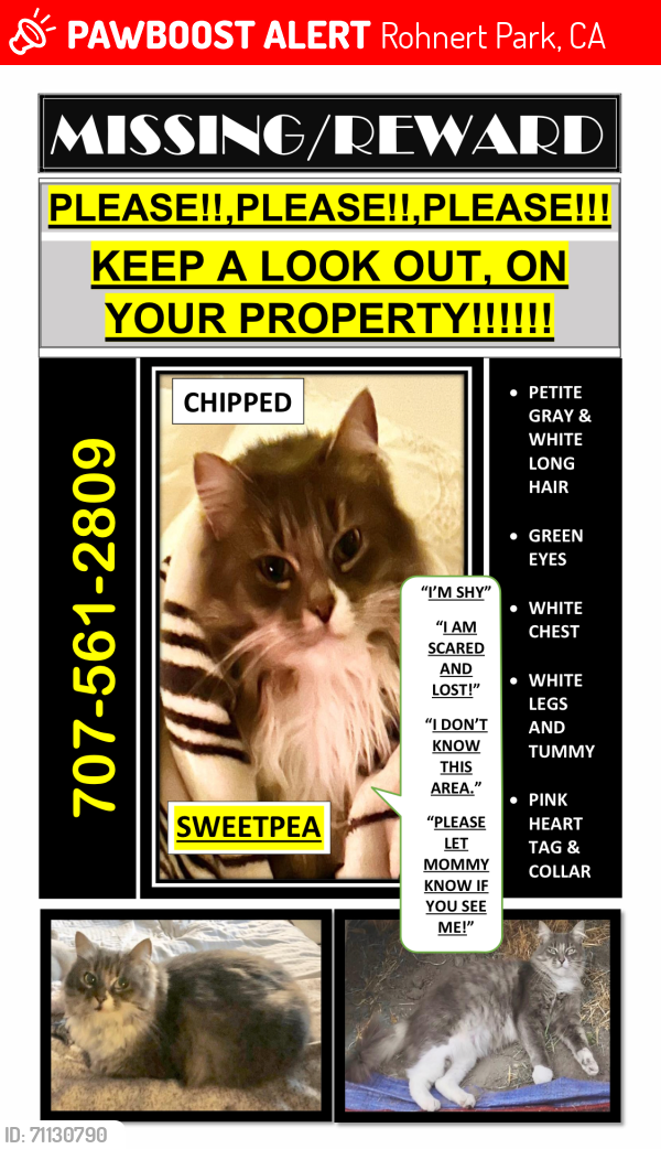 Lost Female Cat last seen Redwood Drive , Rohnert Park, CA 94928