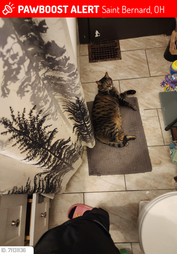 Lost Male Cat last seen On Tower Ave across from the park and right by the school, Saint Bernard, OH 45217