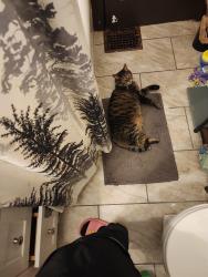 Lost Male Cat last seen On Tower Ave across from the park and right by the school, Saint Bernard, OH 45217