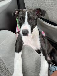 Lost Female Dog last seen Willow St & Evangeline Thruway, Lafayette, LA 70501