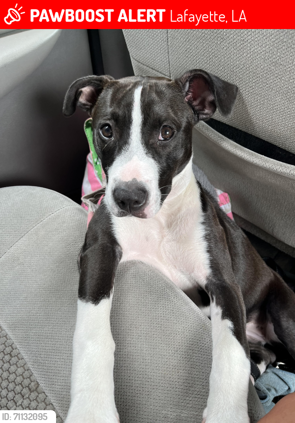 Lost Female Dog last seen Willow St & Evangeline Thruway, Lafayette, LA 70501