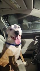 Reunited Male Dog last seen Near 14th street n , St. Petersburg, FL 33716