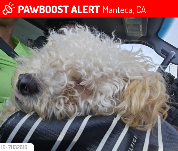 Lost Male Dog last seen Wawona st Manteca , Manteca, CA 95337
