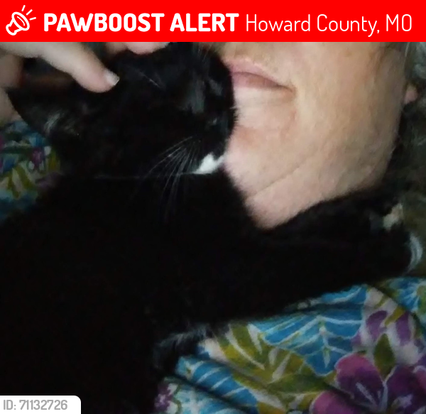 Lost Female Cat last seen County road 125 and 2860, Howard County, MO 65257