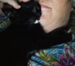 Lost Female Cat last seen County road 125 and 2860, Howard County, MO 65257