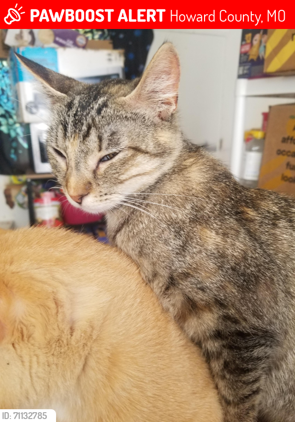 Lost Female Cat last seen County road 125 and 2860, Howard County, MO 65257
