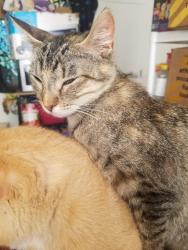 Lost Female Cat last seen County road 125 and 2860, Howard County, MO 65257