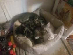 Lost Female Cat last seen County road 125 and 2860, Howard County, MO 65257