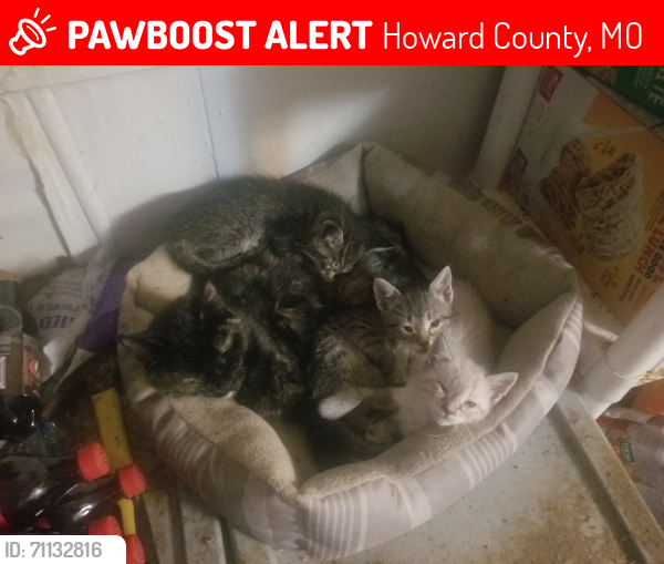 Lost Female Cat last seen County road 125 and 2860, Howard County, MO 65257