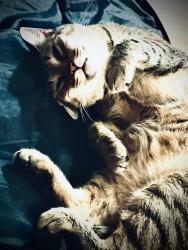 Lost Male Cat last seen Chili Hinchey Plaza, Rochester, NY 14624