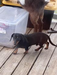 Lost Male Dog last seen West Tours Road, McLennan County, TX 76691