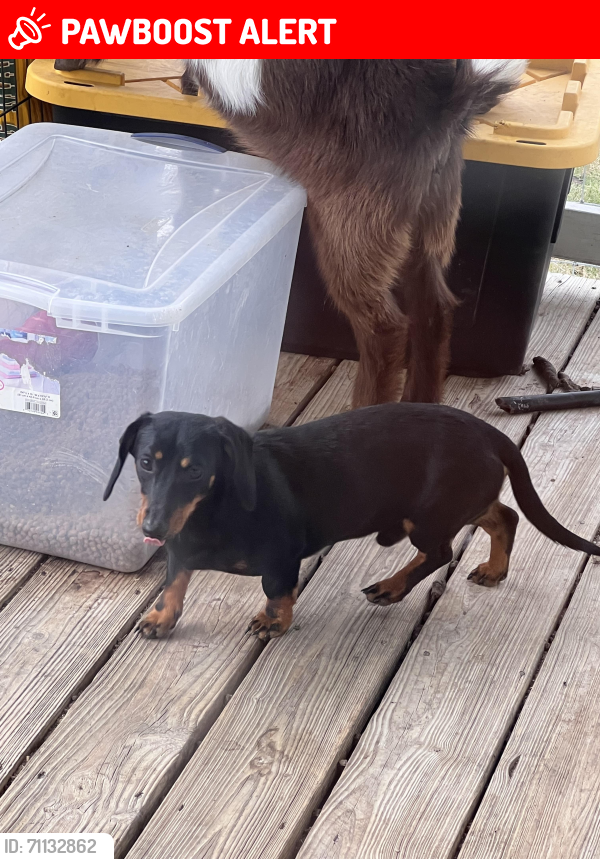 Lost Male Dog last seen West Tours Road, McLennan County, TX 76691