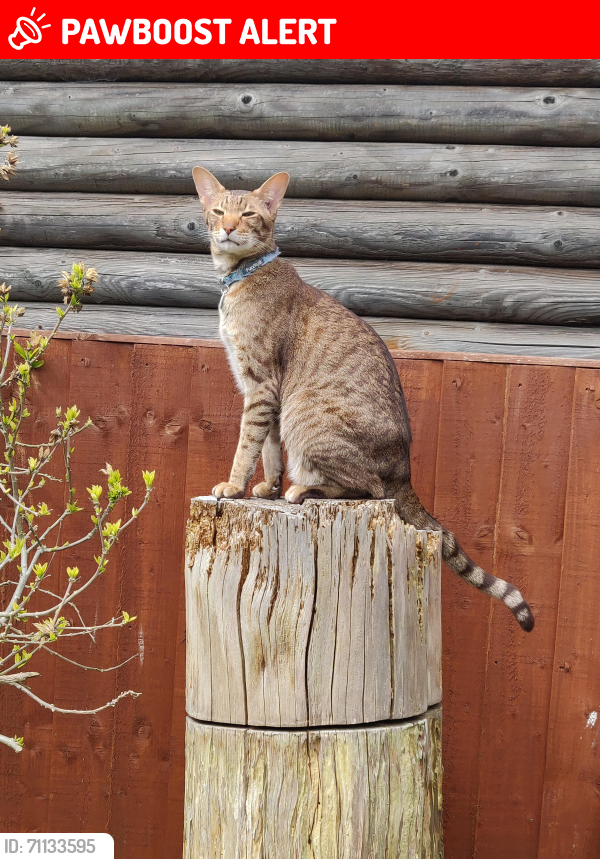 Lost Male Cat last seen Wennington Road , Wennington, England RM13 9DR