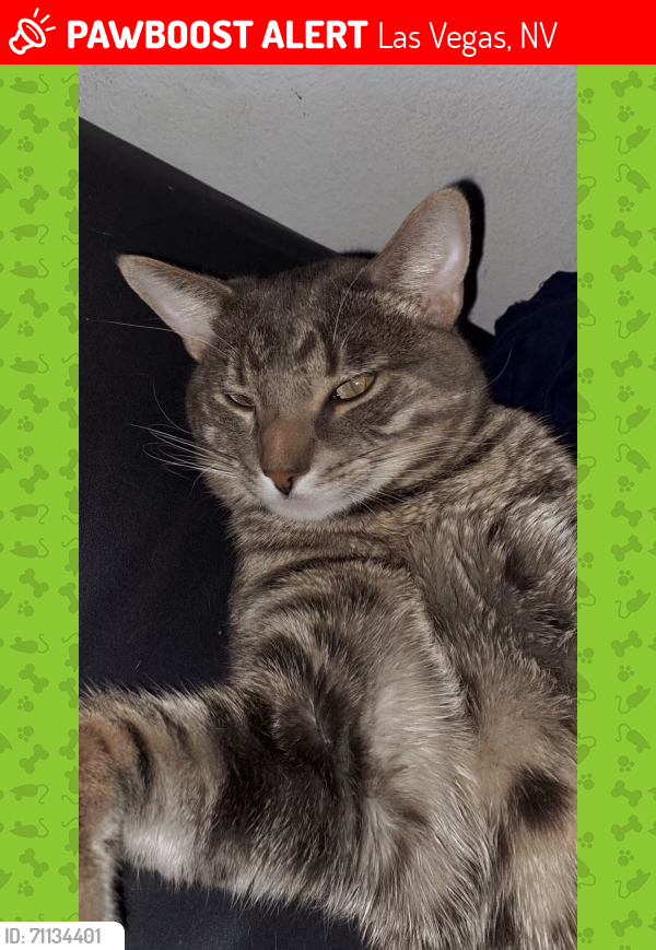 Lost Male Cat last seen Durango & Deer Springs, Las Vegas, NV 89149