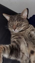 Lost Male Cat last seen Durango & Deer Springs, Las Vegas, NV 89149