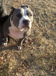 Lost Female Dog last seen S Midwest Blvd and Prairie Grove Rd, Guthrie, OK 73044