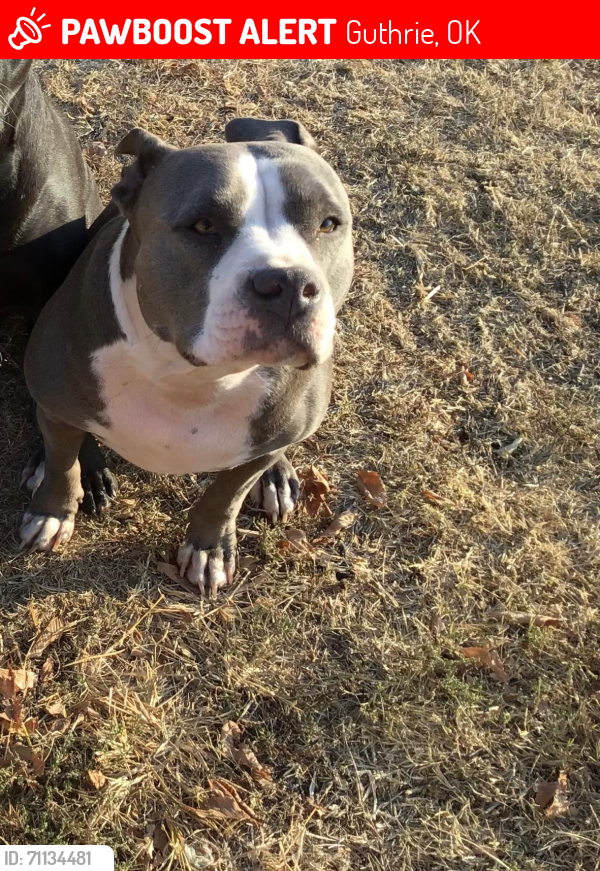 Lost Female Dog last seen S Midwest Blvd and Prairie Grove Rd, Guthrie, OK 73044