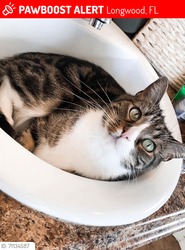 Lost Male Cat last seen Horseman Cove & Windmill Way in Sleepy Hollow, Longwood, FL 32750