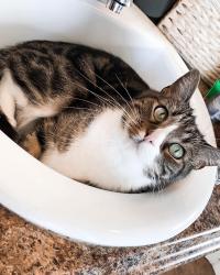 Lost Male Cat last seen Horseman Cove & Windmill Way in Sleepy Hollow, Longwood, FL 32750