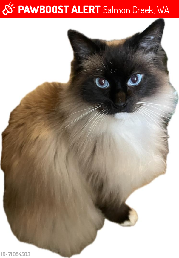 Lost Male Cat last seen 23rd Ave. and 102nd St. in Hazel Dell, WA near Sara J.Anderson Elementary, Salmon Creek, WA 98686