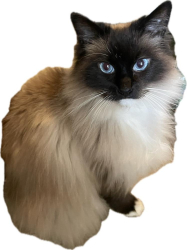 Lost Male Cat last seen 23rd Ave. and 102nd St. in Hazel Dell, WA near Sara J.Anderson Elementary, Salmon Creek, WA 98686