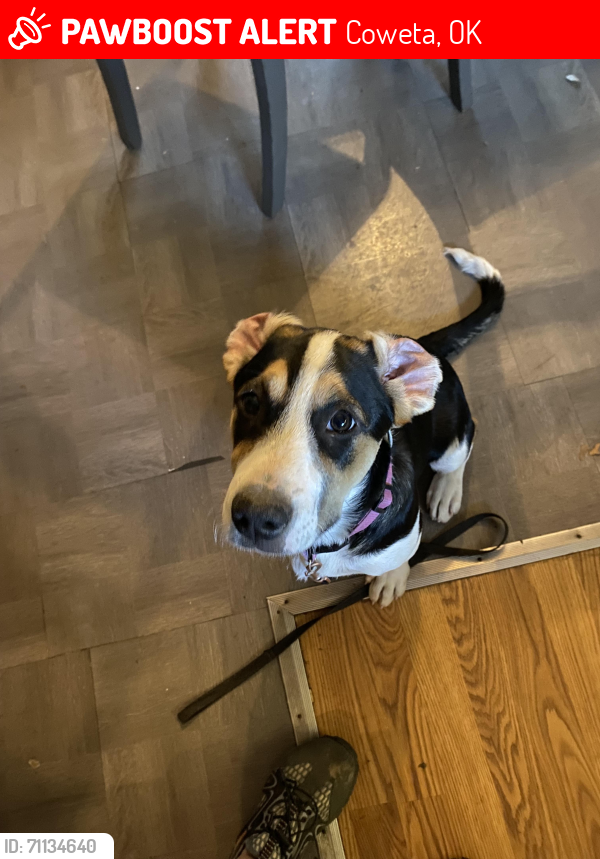 Lost Female Dog last seen 161st  333rd, Coweta, OK 74429