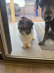 Lost Male Dog last seen 19th Ave and Dunlap. 55 and up community by the QT, Phoenix, AZ 85021