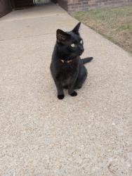 Lost Male Cat last seen Wallace Blvd in ft Campbell , Clarksville, TN 37042