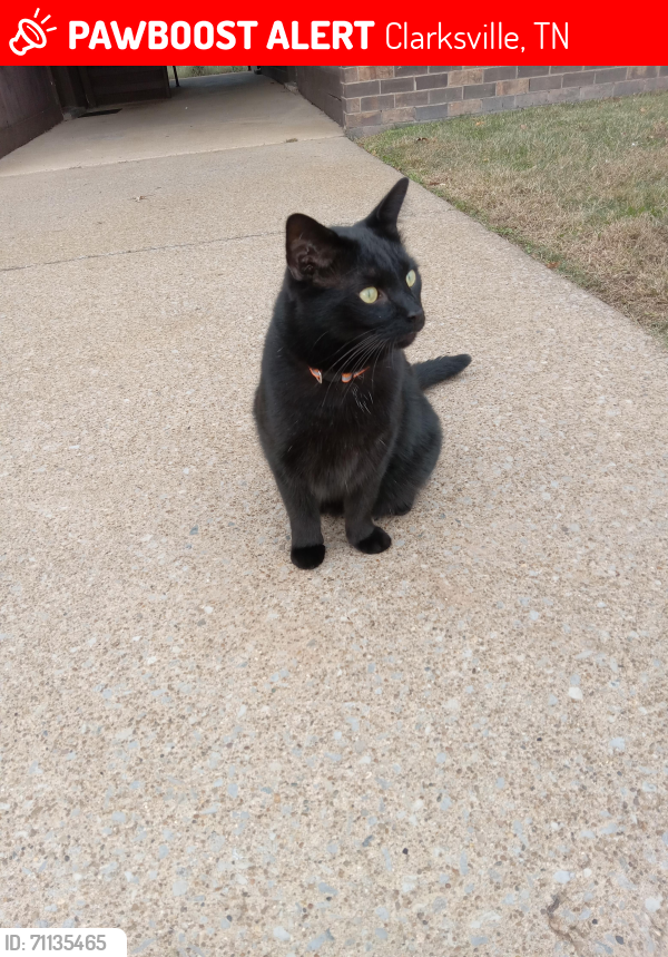 Lost Male Cat last seen Wallace Blvd in ft Campbell , Clarksville, TN 37042