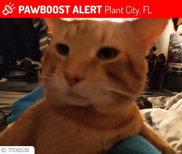 Lost Male Cat last seen Samallen Rd / cork area, Plant City, FL 33565