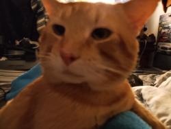 Lost Male Cat last seen Samallen Rd / cork area, Plant City, FL 33565