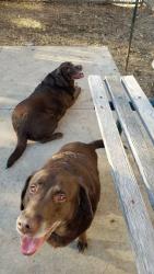 Lost Female Dog last seen Marion ave & Evans Fort Worth Tx, Fort Worth, TX 76104
