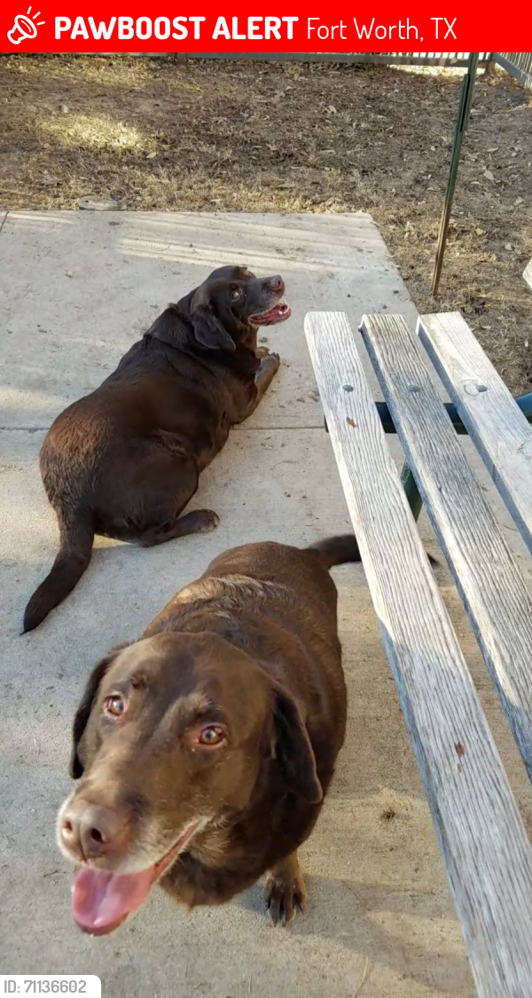 Lost Female Dog last seen Marion ave & Evans Fort Worth Tx, Fort Worth, TX 76104