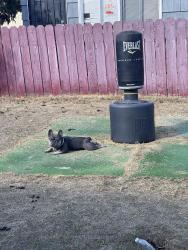Reunited Male Dog last seen Near G St, Chula Vista, CA 91910, USA, Chula Vista, CA 91910