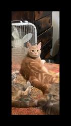 Lost Male Cat last seen First Street by JB Fix and Circle K or could also be in the area by Marks Towing , Gilroy, CA 95020