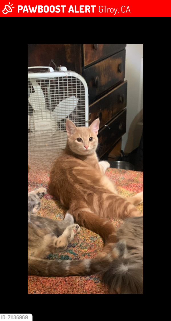 Lost Male Cat last seen First Street by JB Fix and Circle K or could also be in the area by Marks Towing, Gilroy, CA 95020