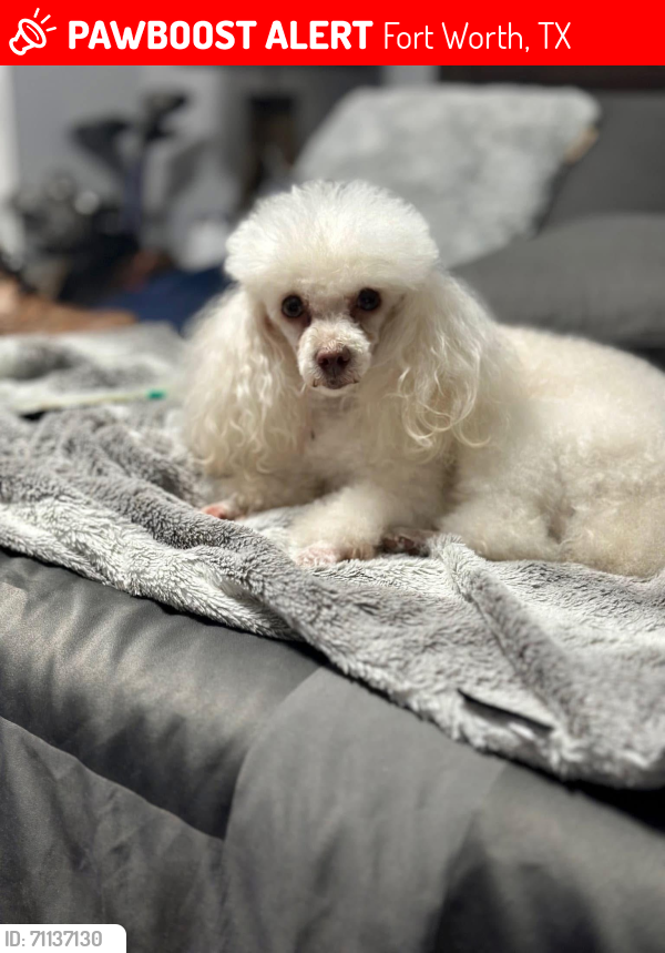Lost Female Dog last seen Around Worth Heights Elementary school Butler at and Jones St, Fort Worth, TX 76110