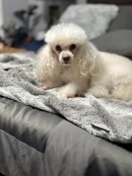 Lost Female Dog last seen Around Worth Heights Elementary school Butler at and Jones St, Fort Worth, TX 76110