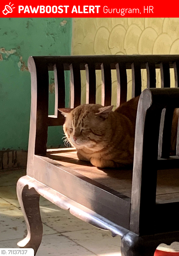 Lost Male Cat last seen Kalavatika Dance Studio, Sushant Lok Phase 3, Sector 57, Gurgaon, Gurugram, HR 122003