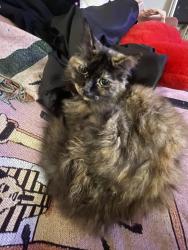 Lost Female Cat last seen thousand oaks / northern hills golf club, San Antonio, TX 78217