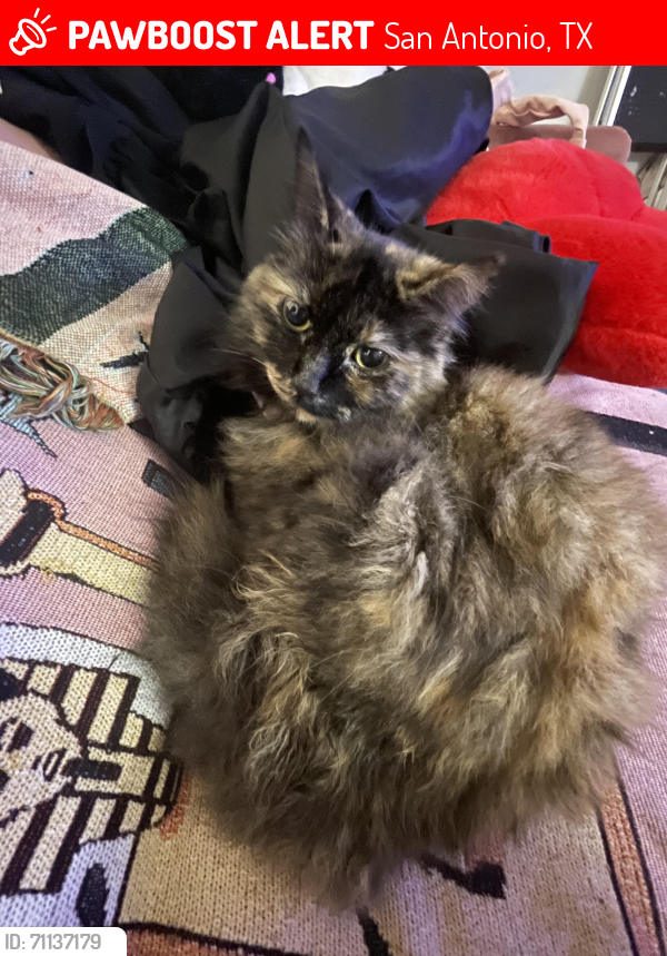 Lost Female Cat last seen thousand oaks / northern hills golf club, San Antonio, TX 78217