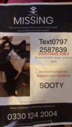 Lost Male Cat last seen Sainsburys watnall road, Hucknall, England NG15 6RH