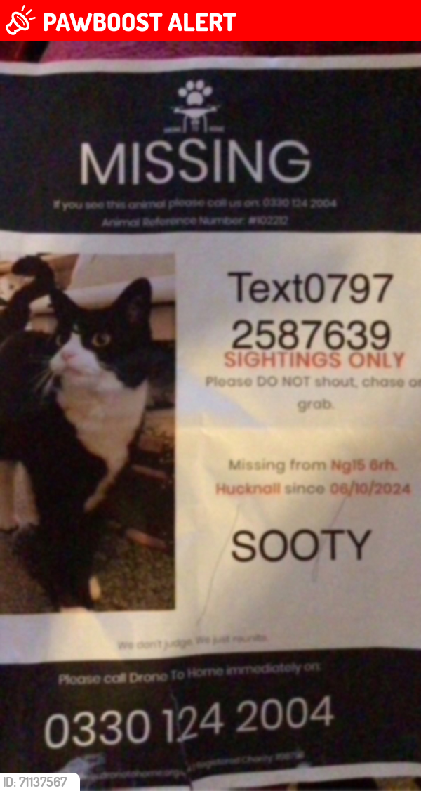 Lost Male Cat last seen Sainsburys watnall road, Hucknall, England NG15 6RH