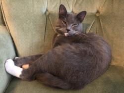 Lost Male Cat last seen Briarglen neighborhood , Pearland, TX 77581