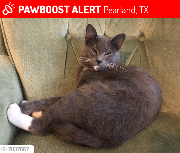 Lost Male Cat last seen Briarglen neighborhood , Pearland, TX 77581