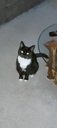 Lost Female Cat last seen Roman Road darton S755dd , Darton, England S75 5DD