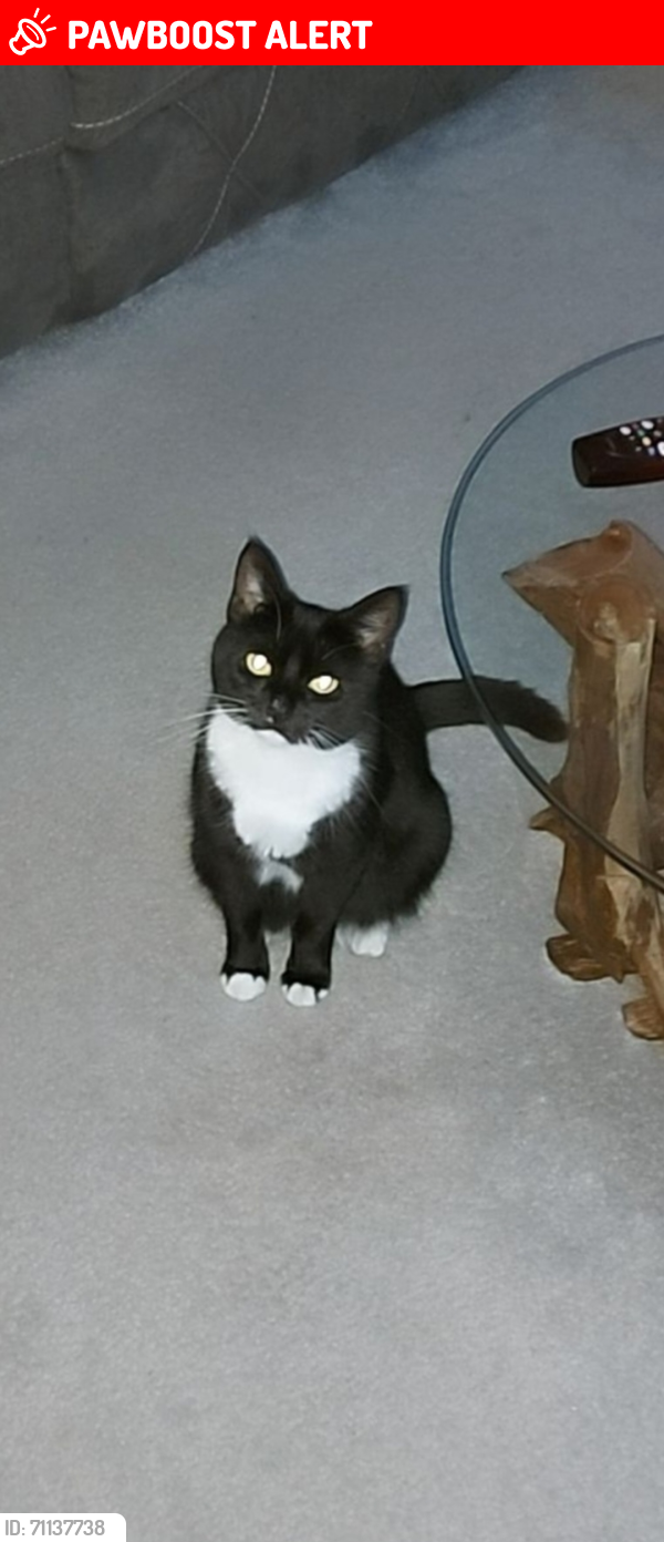 Lost Female Cat last seen Roman Road darton S755dd, Darton, England S75 5DD