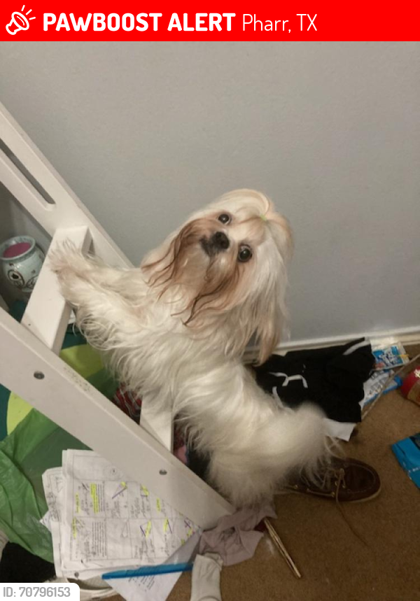 Lost Female Dog last seen She was picked up on corner of Jenica Rd and Earling Rd in San Juan, Tx, San Juan, TX 78589