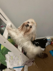 Lost Female Dog last seen She was picked up on corner of Jenica Rd and Earling Rd in San Juan, Tx, San Juan, TX 78589